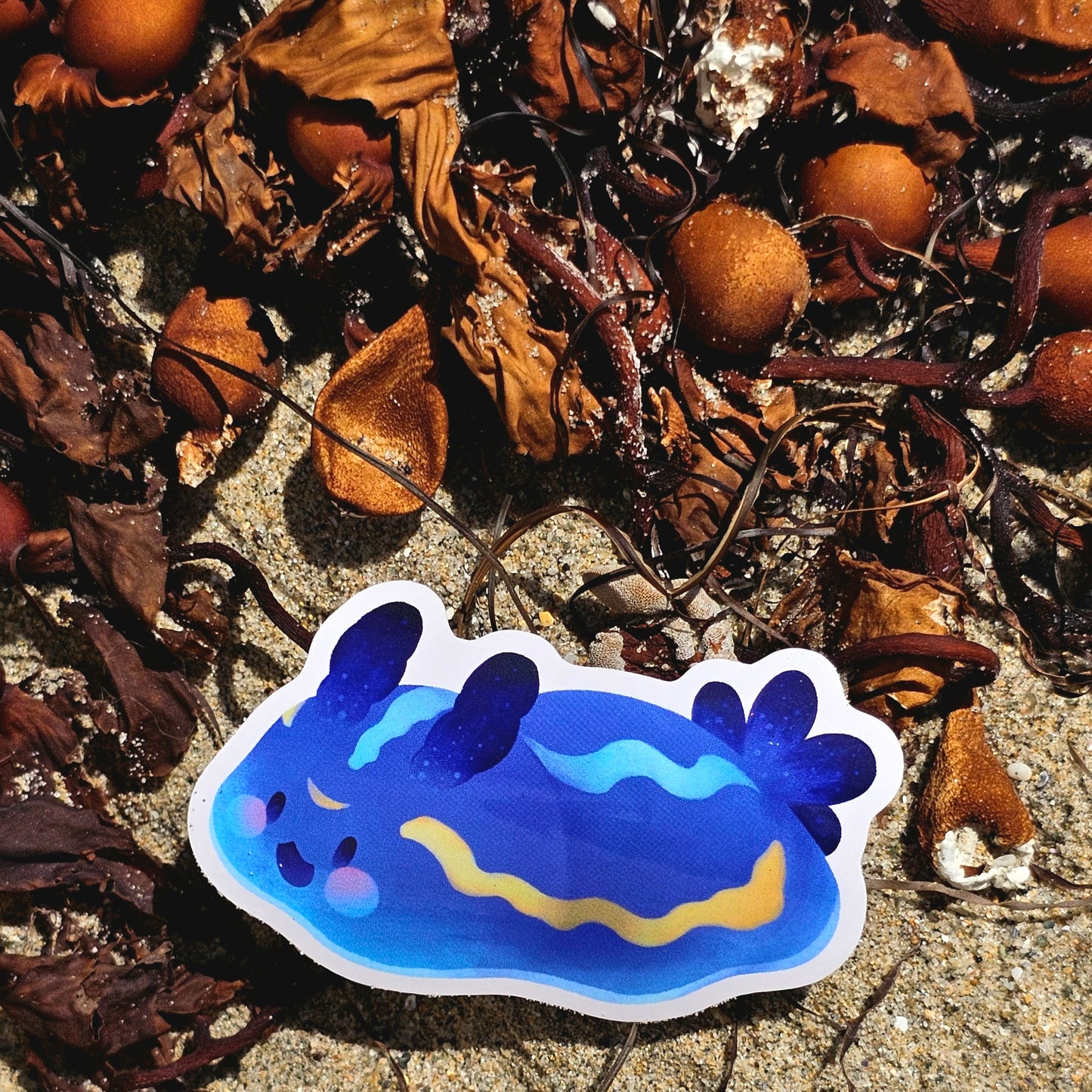 Nudibranch Sea Slug Stickers | Porter's Chromodorid (Felimare Porterae)